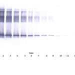 To detect hVaspin by Western Blot analysis this antibody can be used at a concentration of 0.1 - 0.2 ug/ml. Used in conjunction with compatible secondary reagents the detection limit for recombinant hVaspin is 1.5 - 3.0 ng/lane, under either reducing or non-reducing conditions.