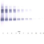 To detect hVaspin by Western Blot analysis this antibody can be used at a concentration of 0.1 - 0.2 ug/ml. Used in conjunction with compatible secondary reagents the detection limit for recombinant hVaspin is 1.5 - 3.0 ng/lane, under either reducing or non-reducing conditions.