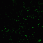 <strong>Figure 7 Immunofluorescence Validation of Vinculin in Jurkat Cells</strong><br>Immunofluorescent analysis of 4% paraformaldehyde-fixed Jurkat cells labeling Vinculin with 7807 at 20 μg/mL, followed by goat anti-rabbit IgG secondary antibody at 1/500 dilution (green).