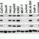 <strong>Figure 2 Independent Antibody Validation (IAV) via Protein Expression Profile in Human, Mouse and Rat Cell Lines</strong><br>Loading: 15 μg of lysates per lane.Antibodies: Vinculin 7489 (2 μg/mL), Vinculin 7807 (1 μg/mL), Vinculin 7809 (1 μg/mL),  and beta-actin 3779 (1.5 μg/mL),  1h incubation at RT  in 5% NFDM/TBST.Secondary: Goat anti-rabbit IgG HRP conjugate at 1:10000 dilution.