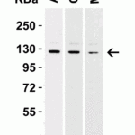 <strong>Figure 2 Western Blot Validation in Human Cell Lines</strong><br>Loading: 15 μg of lysates per lane.Antibodies: Vinculin 7807 (1 μg/mL),  1h incubation at RT  in 5% NFDM/TBST.Secondary: Goat anti-rabbit IgG HRP conjugate at 1:10000 dilution.