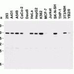 <strong>Figure 2 Western Blot Validation in Human, Mouse and Rat Cell Lines</strong><br>Loading: 15 μg of lysates per lane.Antibodies: Vinculin 7809 (1 μg/mL),  1h incubation at RT  in 5% NFDM/TBST.Secondary: Goat anti-rabbit IgG HRP conjugate at 1:10000 dilution.