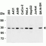 <strong>Figure 3 Western Blot Validation in Human Cell Lines</strong><br>Loading: 15 μg of lysates per lane.Antibodies: Vinculin 7489 (2 μg/mL),  1h incubation at RT  in 5% NFDM/TBST.Secondary: Goat anti-rabbit IgG HRP conjugate at 1:10000 dilution.