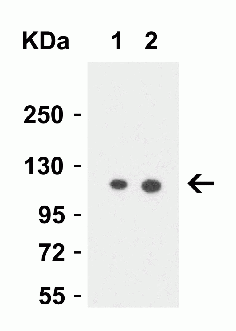 Vinculin Antibody
