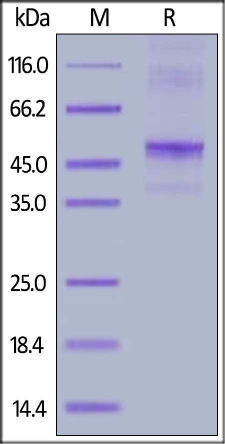 Vitronectin / VTN Recombinant Protein