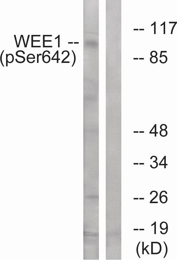 WEE1 (phospho Ser642) Antibody