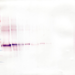 To detect hWNT-1 by Western Blot analysis this antibody can be used at a concentration of 0.1 - 0.2 ug/ml. Used in conjunction with compatible secondary reagents the detection limit for recombinant hWNT-1 is 1.5 - 3.0 ng/lane, under either reducing or non-reducing conditions.