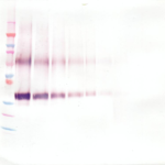 To detect hWNT-1 by Western Blot analysis this antibody can be used at a concentration of 0.1 - 0.2 ug/ml. Used in conjunction with compatible secondary reagents the detection limit for recombinant hWNT-1 is 1.5 - 3.0 ng/lane, under either reducing or non-reducing conditions.