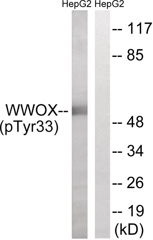 WWOX (phospho Tyr33) Antibody