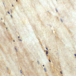 Immunohistochemistry of Wnt10a in mouse skeletal muscle tissue with Wnt10a antibody at 5 μg/ml.