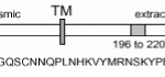 The immunogen is a synthetic peptide corresponding to amino acids 196-220 of mouse FasL (CD95L; APO-1L; CD178). The schematic structure of mouse FasL (peptide, aa. 196-220) as seen in this image.