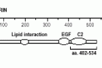 The immunogen is recombinant mouse perforin amino acids 98-534. The antibody recognizes an epitope within aa 402-534. Schematic structure of mouse perforin (recombinant, aa. 98-534) as seen in this image.
