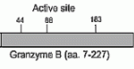 The immunogen is recombinant human granzyme B, amino acids 7-227. Schematic structure of human granzyme B (recombinant, aa. 7-227) as seen in this image.