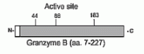 Granzyme B Antibody [B18.1]
