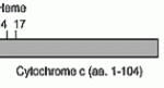 The immunogen is horse cytochrome c. Schematic structure of horse cytochrome c (aa. 1-104) as seen in this image.