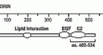 The immunogen is recombinant mouse perforin, amino acids 98-534. Anti-Perforin (MAb CE2.10) recognizes an epitope within amino acids 402-534. Schematic structure of mouse perforin (recombinant, aa. 98-534) as seen in this image.