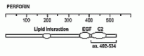 Perforin Antibody [CE2.10]