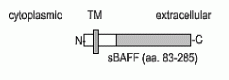 BAFF Antibody [Buffy-1]