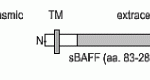 The immunogen is recombinant human soluble BAFF, amino acids 83-285. Anti-BAFF (MAb Buffy-1) recognizes the stalk region present in the membrane-bound form of hBAFF. Schematic structure of human soluble BAFF (rec.) (aa 83-285) as seen in this image.
