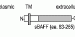 The immunogen is recombinant human soluble BAFF, amino acids 83-285. Anti-BAFF (MAb Buffy-2) recognizes the TNF homology domain. Schematic structure of human soluble BAFF (rec.) (aa 83-285) as seen in this image.