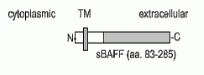BAFF Antibody [Buffy-2]