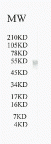 ABCG1 Antibody