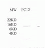Cytochrome C Antibody