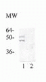 JNK/SAPK (phospho Thr183 / Tyr185) Antibody