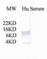 C3a Antibody