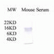 C3a Antibody