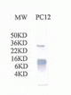 Cytochrome C Antibody