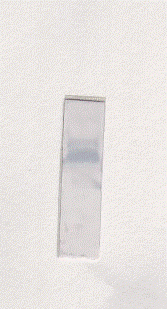 TGFb1 Antibody
