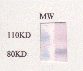 C-Reactive Protein Antibody