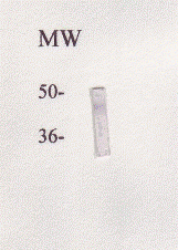 ALBP Antibody