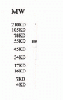 STCH Antibody