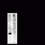 Western blot of human T47D cells showing phospho-specific immunolabeling of the ~34k cdc2 protein phosphorylated at Tyr15. In lane 2, cells were treated with EGF leading to dephosphorylation of Tyr15.