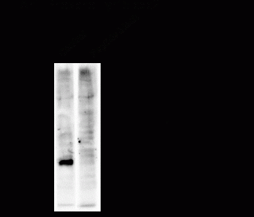 Cdc2 (phospho Tyr15) Antibody