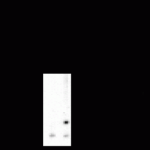Western blot of rat caudate showign phospho-specific immunolabeing of the ~32k DARPP-32 protein phosphorylated at Thr34.