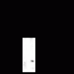 Western blot of rat caudate lysate showing phosphospecific immunolabeling of the ~32k DARPP-32 protein phosphorylated at Thr75.
