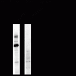 Western blot of a forskolin stimulated rat hippocampal lysate showing phospho-specific immunolabeling of the ~95k Dynamin protein phosphorylated at Ser774.