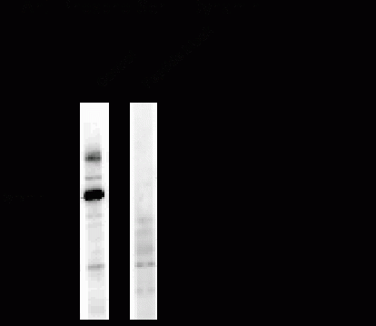 Dynamin (phospho Ser774) Antibody