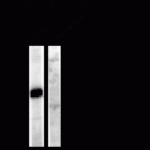 Western blot of a forskolin stimulated rat hippocampal lysate showing phospho-specific immunolabeling of the ~95k Dynamin protein phosphorylated at Ser778.