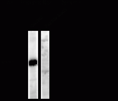 Dynamin (phospho Ser778) Antibody