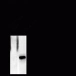 Western blot of non-phospho- and phospho- recombinant Elk-1 showing specific immunolabeling of the ~46 Elk-1 protein phosphorylated at Ser383.