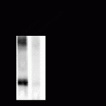 Western blot of rat cortex lysate showing phospho-specific immunolabeling of the ~50k GAP-43 protein phosphorylated at Ser41.