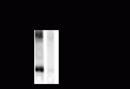 Gap-43 (phospho Ser41) Antibody
