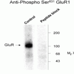 Western blot of rat hippocampal lysate showing phospho-specific immunolabeling of the ~100k GluR1 protein phosphorylated at Ser831.