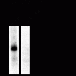 Western blot of rat hippocampal lysate showing phospho-specific immunolabeling of the ~100k GluR1 protein phosphorylated at Ser845.