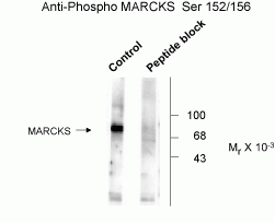 MARCKS (phospho Ser152 / 156) Antibody