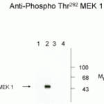 Western blots of recombinant wild type and mutant MEK 1 showing phospho-specific immunolabeling.  Lanes 1 and 2 are wild type MEK 1; lanes 3 and 4 are mutant MEK 1 (Thr292Arg).  MAP kinase was coexpressed in the samples run in lanes 2 and 4.